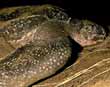 Leatherback Turtle