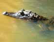 Caiman at Tortuguero
