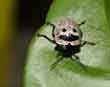Beetle