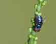 Blue fly