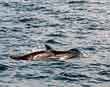 Dolphin watching