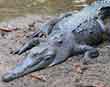 Large caiman