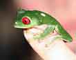 Little frog