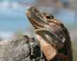 Iguana