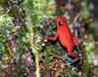 Red frog