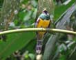 Black-throated Trogon
