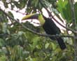 Toucan