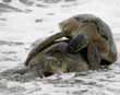 Sea turtles mating