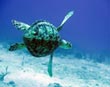 Sea turtle