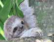 Baby sloth