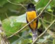 Trogon