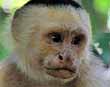 White-faced Monkey