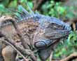 Iguana