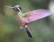 Hummingbird