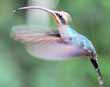 Hummingbird