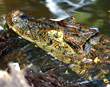 Caiman