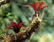 Bromeliads