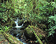 Cloud Forest Habitat