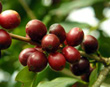 Coffee Cherries