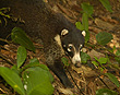 Coati