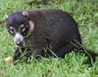 Coati eating