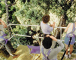 Canopy Tree Platform
