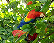 Scarlet Macaw