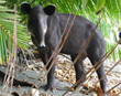 Baird's Tapir