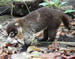 White-nosed Coati