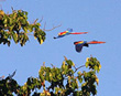 Macaws flying overhead