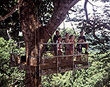 Canopy tree platform