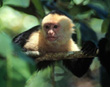 White-faced Capuchin