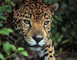 Jaguar (Felis once)