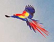 Macaws+in+flight