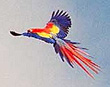 Macaw in flight