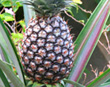 Cocovado Pineapple