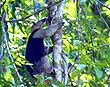 Collared Anteater
