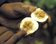 Wasps Inside a Fig