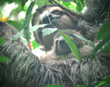 Three-toed Sloth