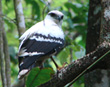 White Hawk