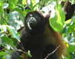 Mantled Howler Monkey