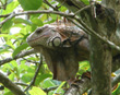 Green Iguana