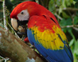 Scarlet Macaw