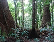 Rainforest