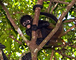 Centrl American Monkey