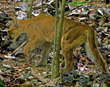 Cougar
