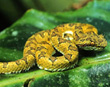 Eyelash Viper