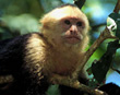 White-faced Capuchin