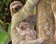 Three-toed Sloth