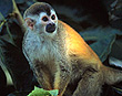Squirrel Monkey